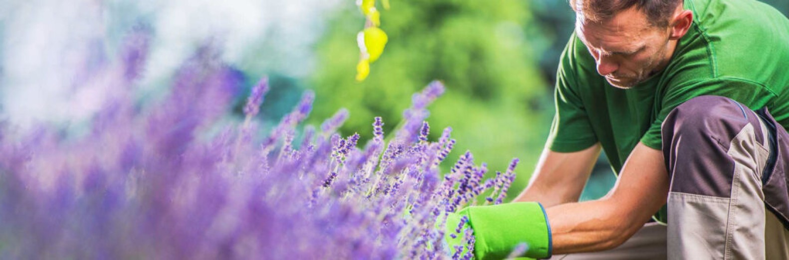 Tuinonderhoud in het voorjaar
